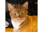 Adopt Diego a Orange or Red Domestic Shorthair / Mixed cat in Cumming