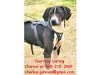 Adopt Smokey a Black - with White Bluetick Coonhound / Great Dane / Mixed dog in