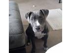Adopt Bella a Gray/Silver/Salt & Pepper - with White American Pit Bull Terrier /