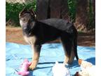 Adopt Eva a Black - with Tan, Yellow or Fawn German Shepherd Dog / Mixed dog in