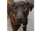 Adopt Absaroka a Mixed Breed (Medium) / Mixed dog in Spokane Valley