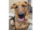 Adopt Ruger a Mixed Breed (Large) / Mixed dog in Spokane Valley, WA (33690908)