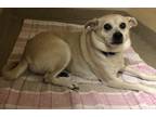 Adopt Susie a Beagle / Pug / Mixed dog in Oakland, NJ (33690904)