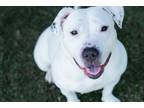 Adopt Laney a Pit Bull Terrier / Mixed dog in Fresno, CA (33690900)
