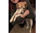 Adopt George a Brown/Chocolate - with White Beagle / Mixed dog in Sacramento