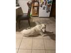 Adopt Gatsby Kobe a White Greyhound / Labrador Retriever / Mixed dog in Killeen
