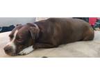Adopt Sophie a Brown/Chocolate - with White American Pit Bull Terrier / Mixed