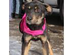 Adopt CT Collin avail Jan 22 a Black German Shepherd Dog / Mixed dog in