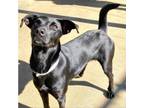 Adopt CT Valentine avail Jan 21 a Black Labrador Retriever / Mixed dog in