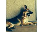 Adopt Thor a Brown/Chocolate - with White German Shepherd Dog / Mixed dog in