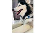 Adopt Nanuke a Black - with White Husky / Mixed dog in Kissimmee, FL (33659801)