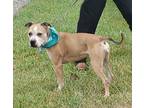 Adopt Paisley a Red/Golden/Orange/Chestnut Pit Bull Terrier / Mixed dog in