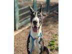 Adopt #RUFUS a Black - with White Great Dane / Mixed dog in San Jose
