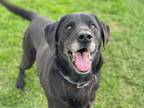 Adopt MAXIMUS a Black - with White Labrador Retriever / Mixed dog in Fairfield