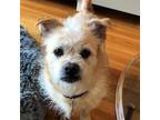 Adopt Hulk a Tan/Yellow/Fawn - with White Terrier (Unknown Type