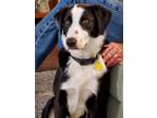 Adopt Marlee a Black - with White Border Collie / Labrador Retriever / Mixed dog