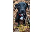 Adopt Luna a Labrador Retriever / Mixed dog in Lebanon, CT (33690747)