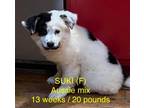 Adopt SUKI a Australian Shepherd / Mixed dog in Lebanon, CT (33690738)