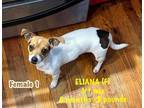 Adopt Eliana a Jack Russell Terrier / Mixed dog in Lebanon, CT (33690736)