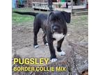 Adopt PUGSLEY a Border Collie / Mixed dog in Lebanon, CT (33690833)
