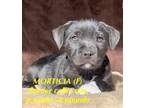 Adopt MORTICIA a Border Collie / Mixed dog in Lebanon, CT (33690832)