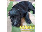 Adopt GOMEZ a Border Collie / Mixed dog in Lebanon, CT (33690831)