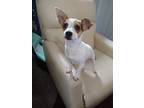 Adopt Lillian a Jack Russell Terrier / Mixed dog in Lebanon, CT (33690829)