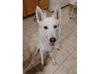 Adopt Nova a White German Shepherd Dog / Husky / Mixed dog in Bauxite