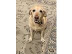 Adopt Charlie a Tan/Yellow/Fawn Labrador Retriever / Mixed dog in Lafayette