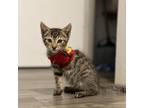 Adopt Nami a Gray or Blue Domestic Shorthair / Mixed cat in Lihue, HI (33690783)