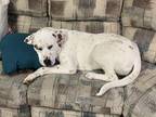 Adopt Reina a White - with Brown or Chocolate American Pit Bull Terrier / Boxer