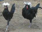 Adopt A1751426 a Chicken bird in Tustin, CA (33690608)