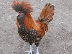 Adopt A1751404 a Chicken bird in Tustin, CA (33690607)