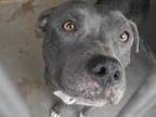 Adopt LUNA RAE a Gray/Blue/Silver/Salt & Pepper Pit Bull Terrier / Mixed dog in