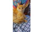 Adopt Sophie a Tan or Fawn (Mostly) Turkish Angora / Mixed (long coat) cat in