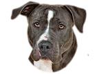 Adopt Clementine a Gray/Silver/Salt & Pepper - with White Pit Bull Terrier /