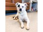 Adopt Ellie a White - with Tan, Yellow or Fawn Mixed Breed (Medium) / Mixed dog
