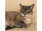 Adopt Wilma a Tiger Striped Siamese / Mixed cat in Murray, UT (33690687)