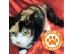 Adopt Meredith - NYC a Tortoiseshell Domestic Shorthair / Mixed cat in New York