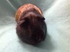 Adopt Marvin a Guinea Pig small animal in Williston, FL (33687745)