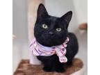 Adopt Serena a All Black Domestic Shorthair / Mixed cat in Jarrettsville