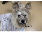 Adopt ERNIE a Gray/Silver/Salt & Pepper - with Black Tibetan Terrier / Mixed dog
