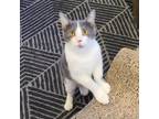 Adopt Marshmallow a Gray or Blue Domestic Shorthair / Mixed cat in Saint Louis