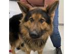 Adopt Frances a Black German Shepherd Dog / Mixed dog in Columbia Station