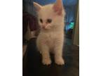 Adopt Marshmallow a White Domestic Shorthair (short coat) cat in West St.
