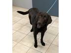 Adopt Estelle a Labrador Retriever / Mixed dog in Williamstown, KY (33690387)