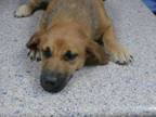 Adopt Dana a Corgi / Mixed dog in LAFAYETTE, LA (33690373)