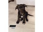 Adopt The Fantastic Five! a Black - with White Labrador Retriever / Mixed dog in