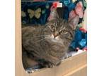Adopt Katniss a Brown or Chocolate Domestic Shorthair / Domestic Shorthair /