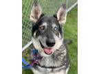 Adopt Zoey - Courtesy Post a Black - with White Alaskan Malamute / Mixed dog in